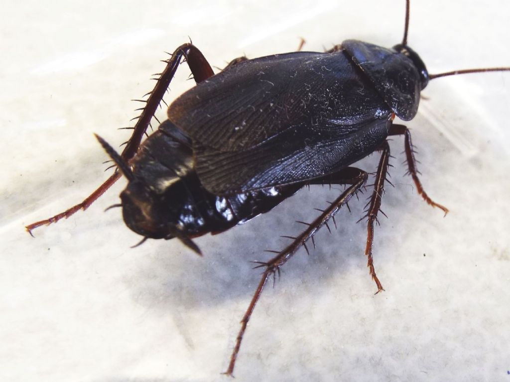 Blatta orientalis Linnaeus, 1758